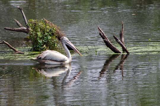 Image of Grey Pelican