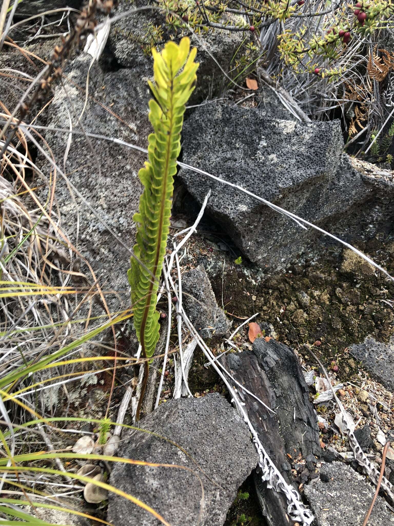 Plancia ëd Polypodium pellucidum var. vulcanicum Skottsberg