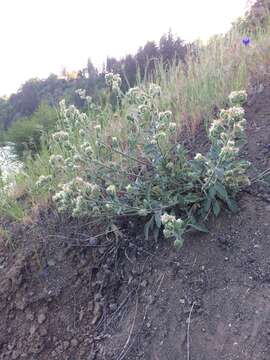 Image of silverleaf phacelia