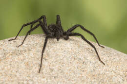 Image of Stone Spider