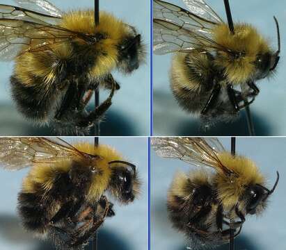 Слика од Bombus perplexus Cresson 1864