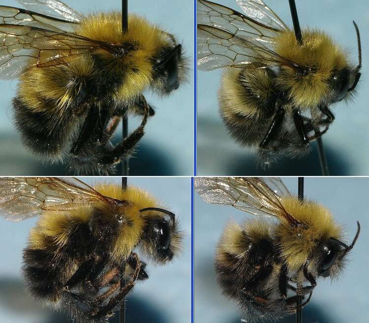 Image of Confusing Bumblebee