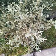 Image of Buddleja crotonoides A. Gray