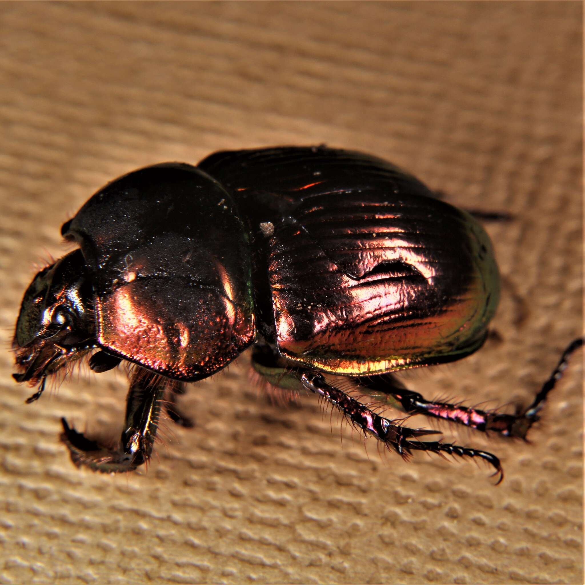 Image of Phelotrupes (Chromogeotrupes) auratus (Motschulsky 1857)