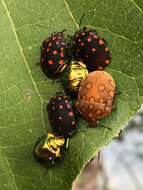 Image of Clown shield bug