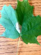 Image of Lesser Maple Leaf Blotch Miner