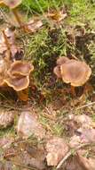 Image of Funnel Chanterelle