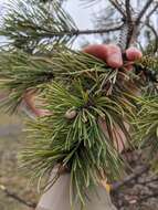 Imagem de Pinus sylvestris var. sylvestris