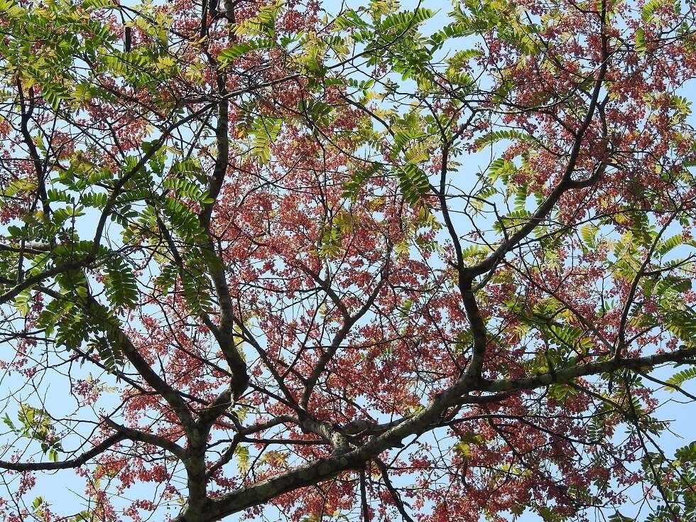 Image of pink shower