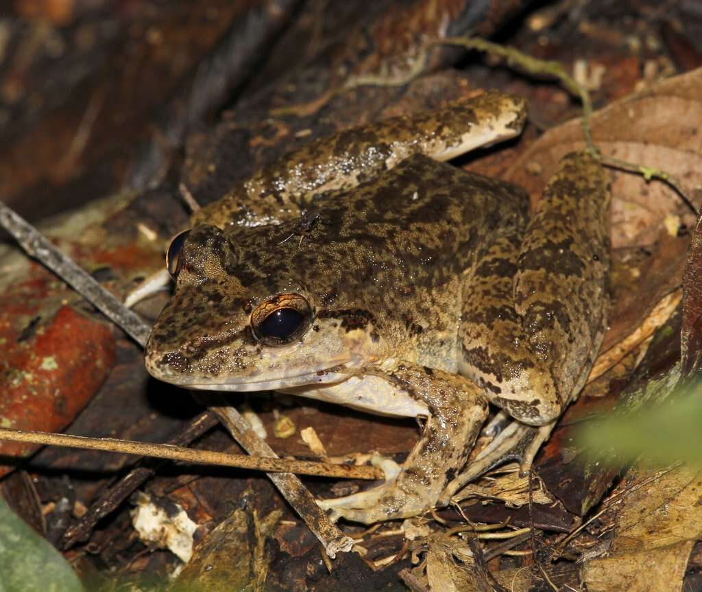 Image of Giant River Frog