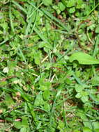 Image of Crassula peculiaris (Tölken) Tölken & Wickens