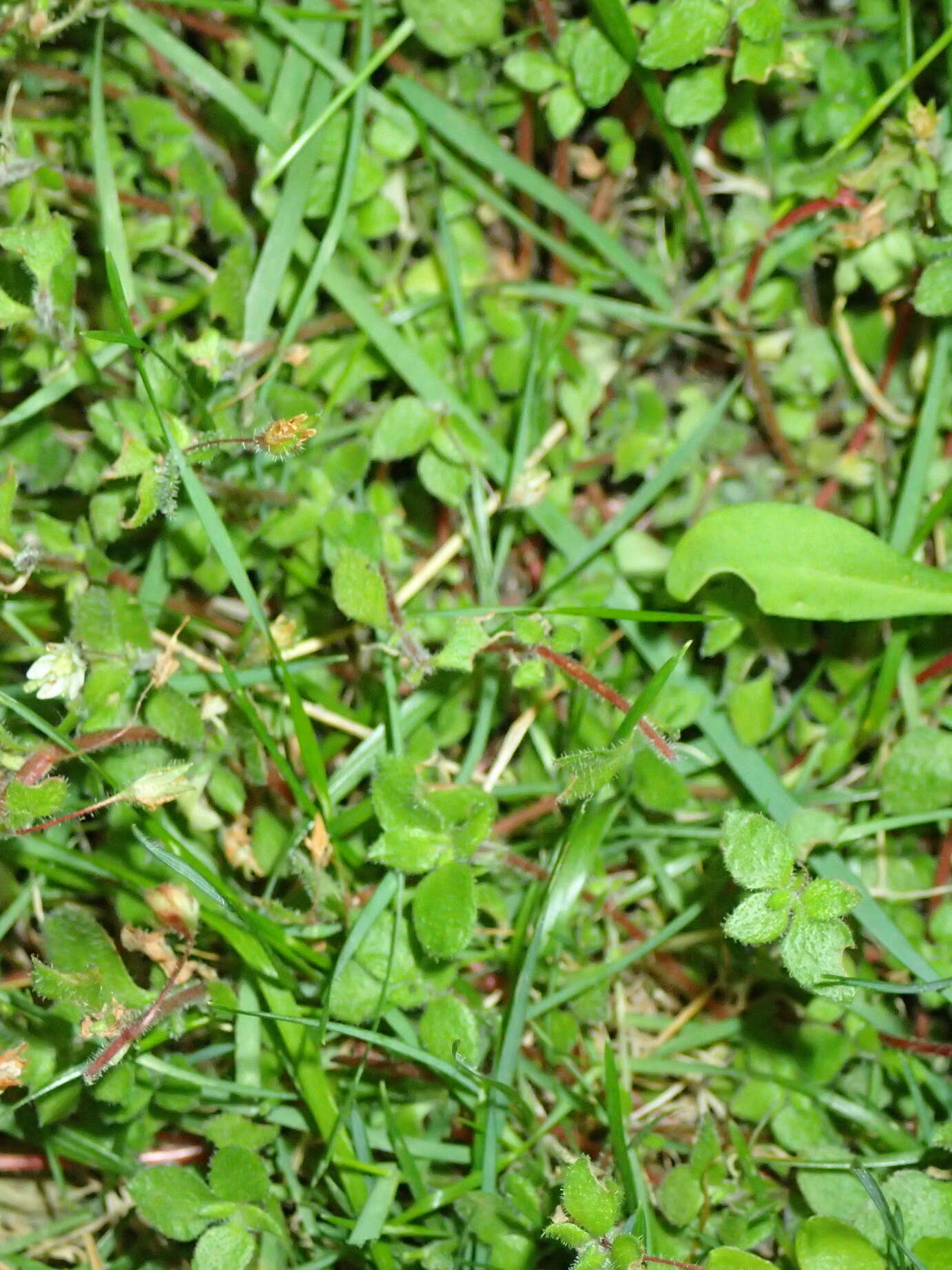 Image of Crassula peculiaris (Tölken) Tölken & Wickens