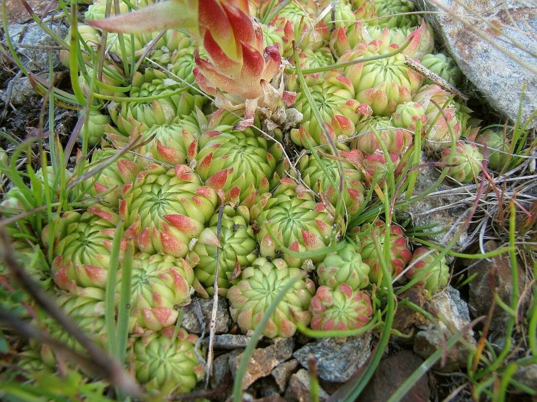 Imagem de Sempervivum globiferum subsp. allionii (Jord. & Fourr) H.