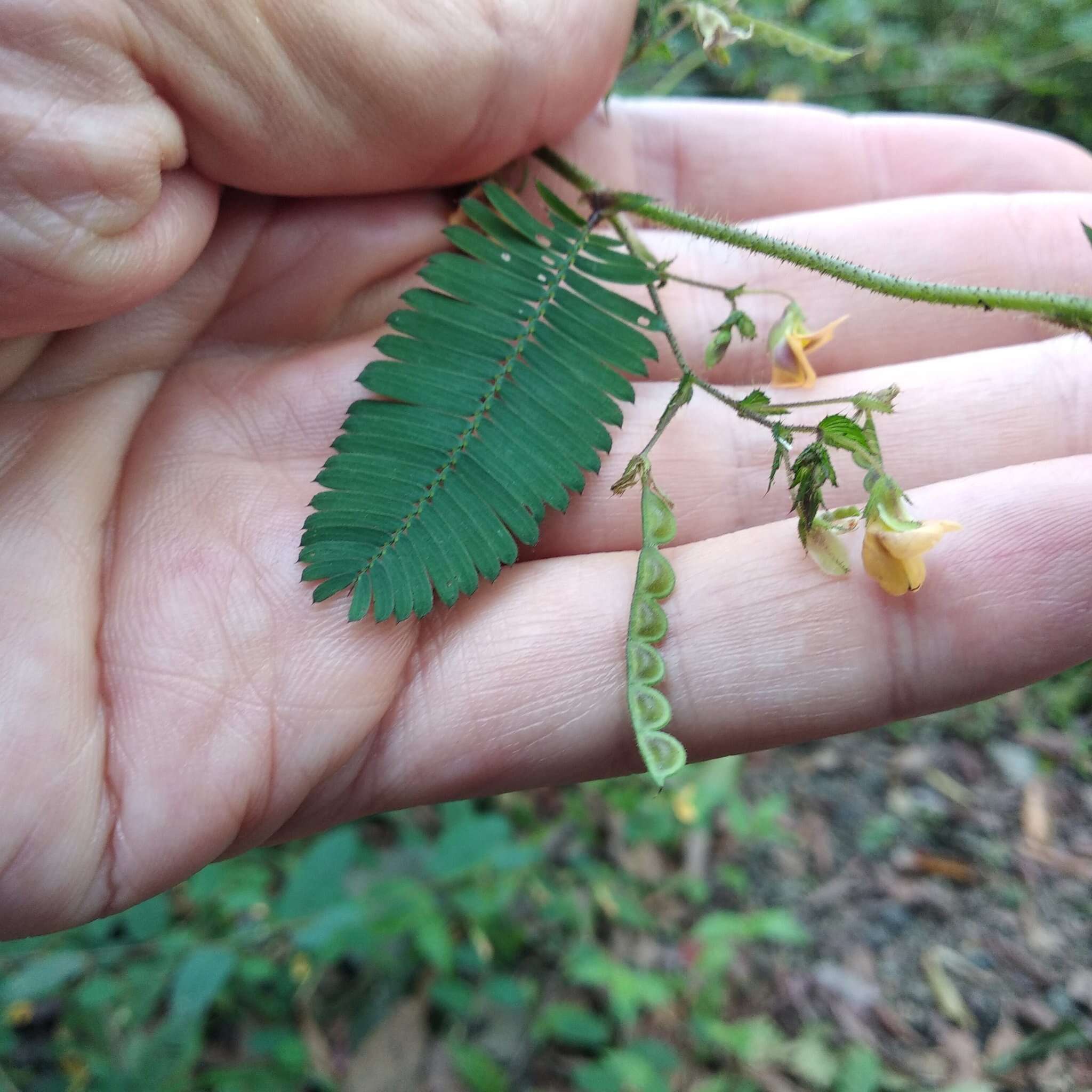 Aeschynomene villosa Poir. resmi