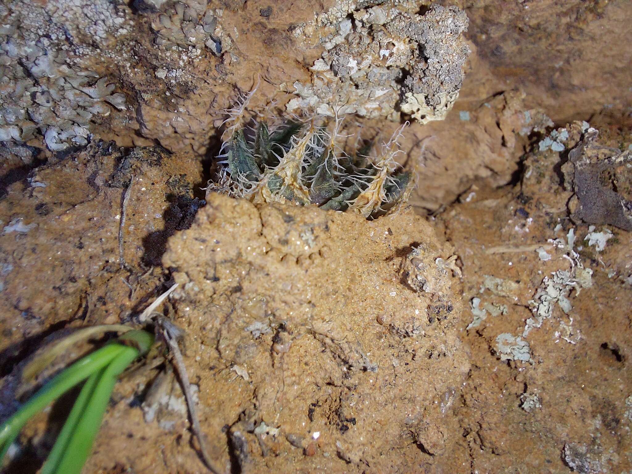 Image of Haworthia arachnoidea var. namaquensis M. B. Bayer