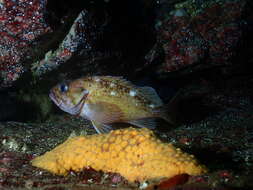 Image of Blackbelly rosefish