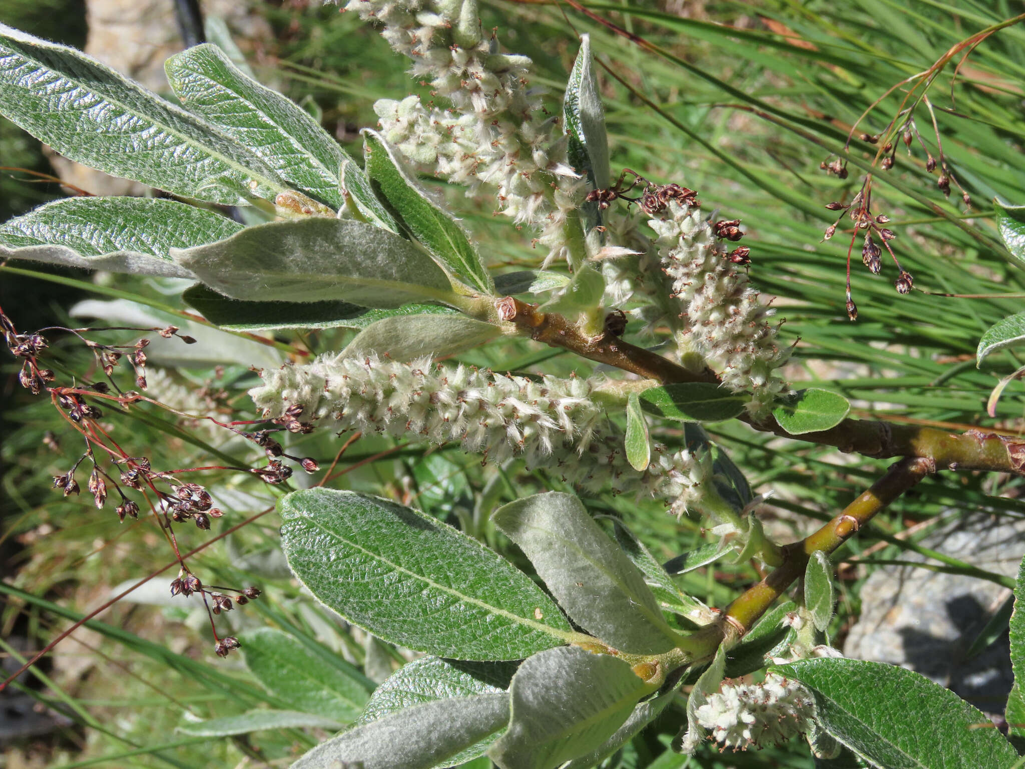 Image de Saule de Suisse