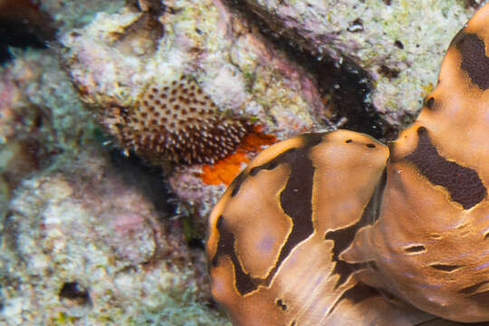 Image of thorn coral