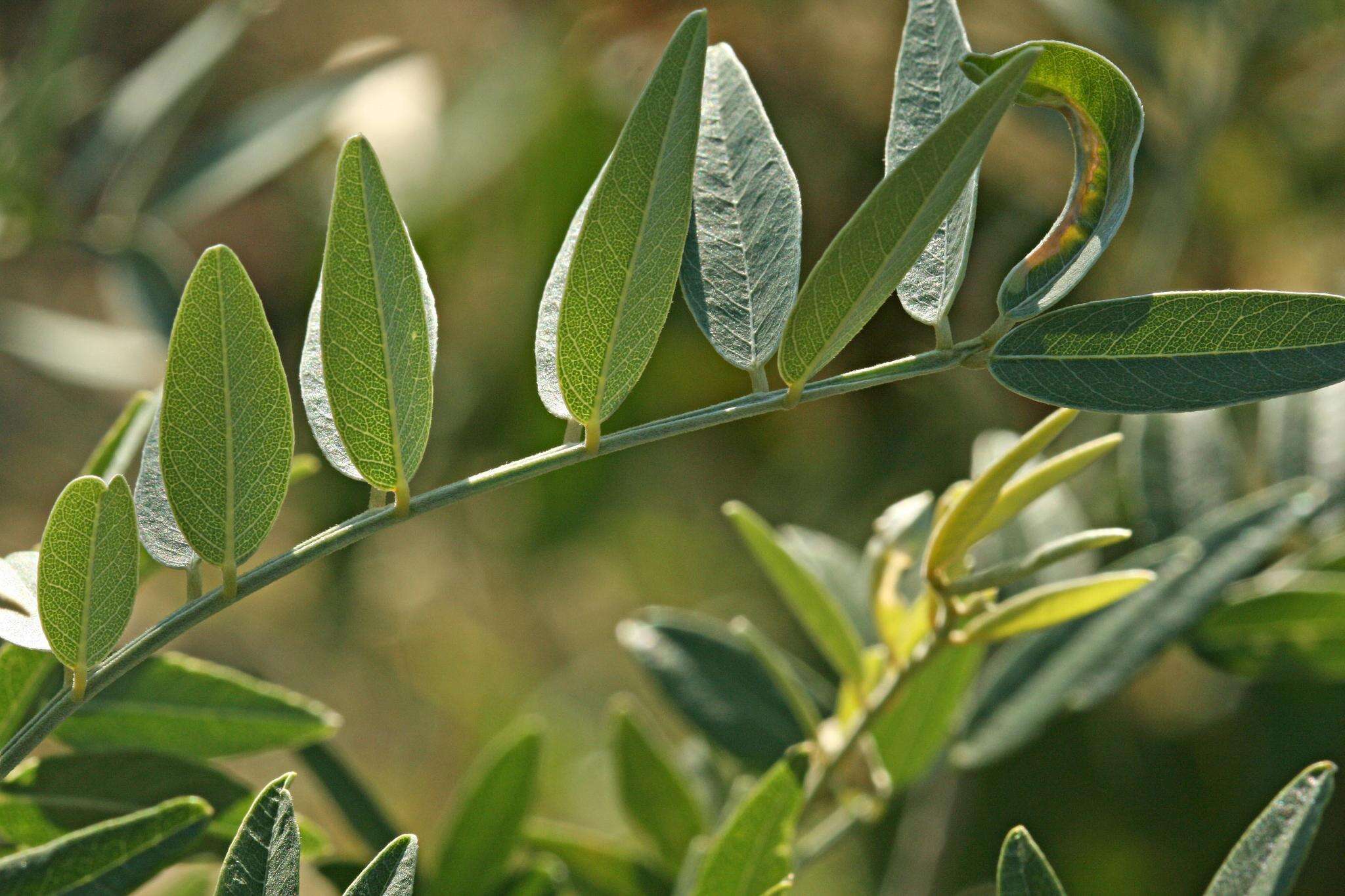 صورة Mundulea sericea subsp. sericea