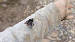 Image of Bombus diligens Smith 1861