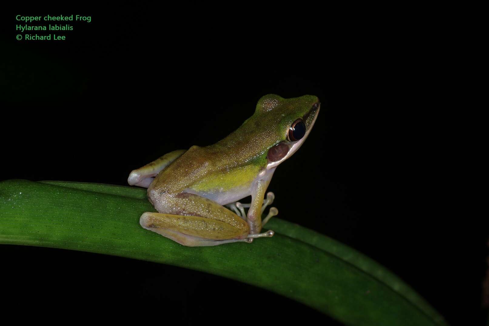 Chalcorana labialis (Boulenger 1887)的圖片