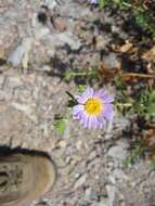 Image de Xylorhiza frutescens (S. Watson) Greene