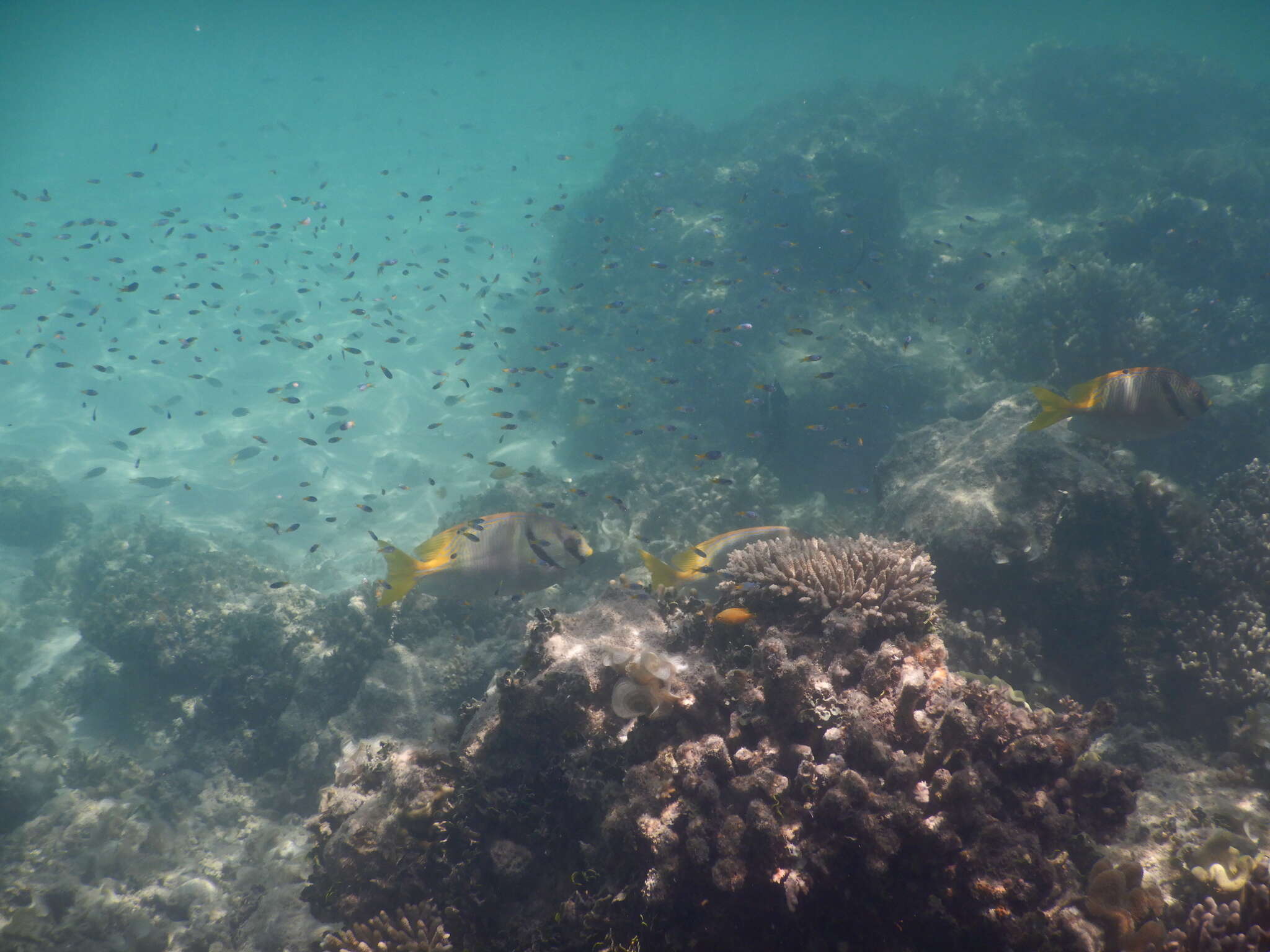 Image of Barred rabbitfish