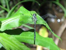 Image of Pygmy Clubtails