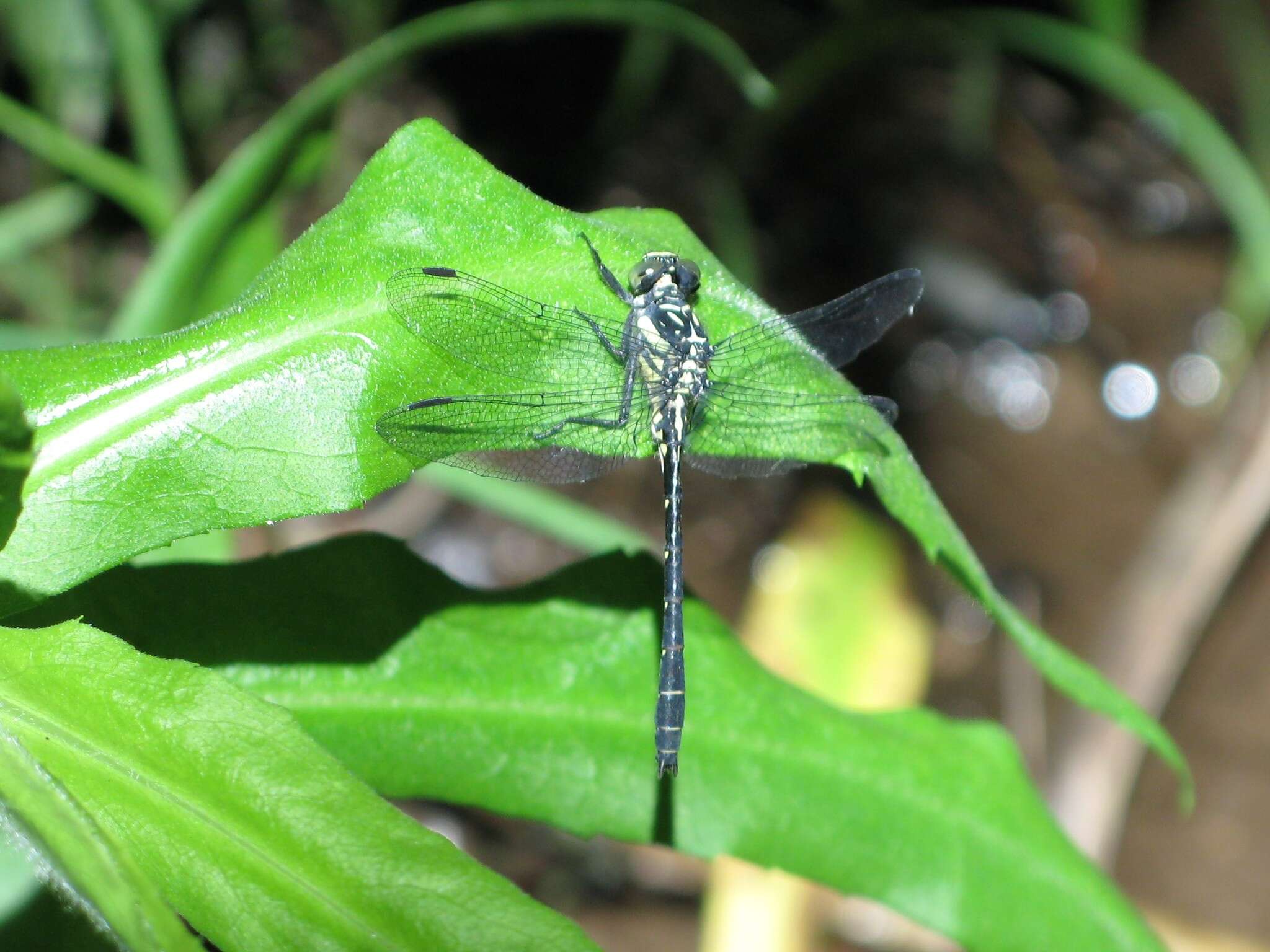 Image of Pygmy Clubtails