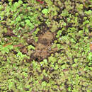 Image of Cladonia pityrophylla Nyl.