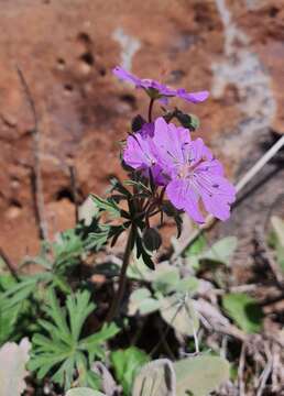 Image of Geranium libanoticum A. Schenk