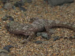 Image of South American Leaf-toed Gecko