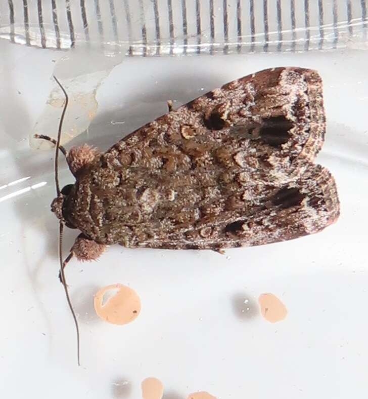 Spodoptera triturata Walker 1856 resmi