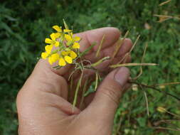 Image of Erysimum aureum M. Bieb.