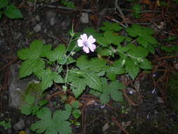 Image of Geranium gracile Ledeb. ex Nordm.