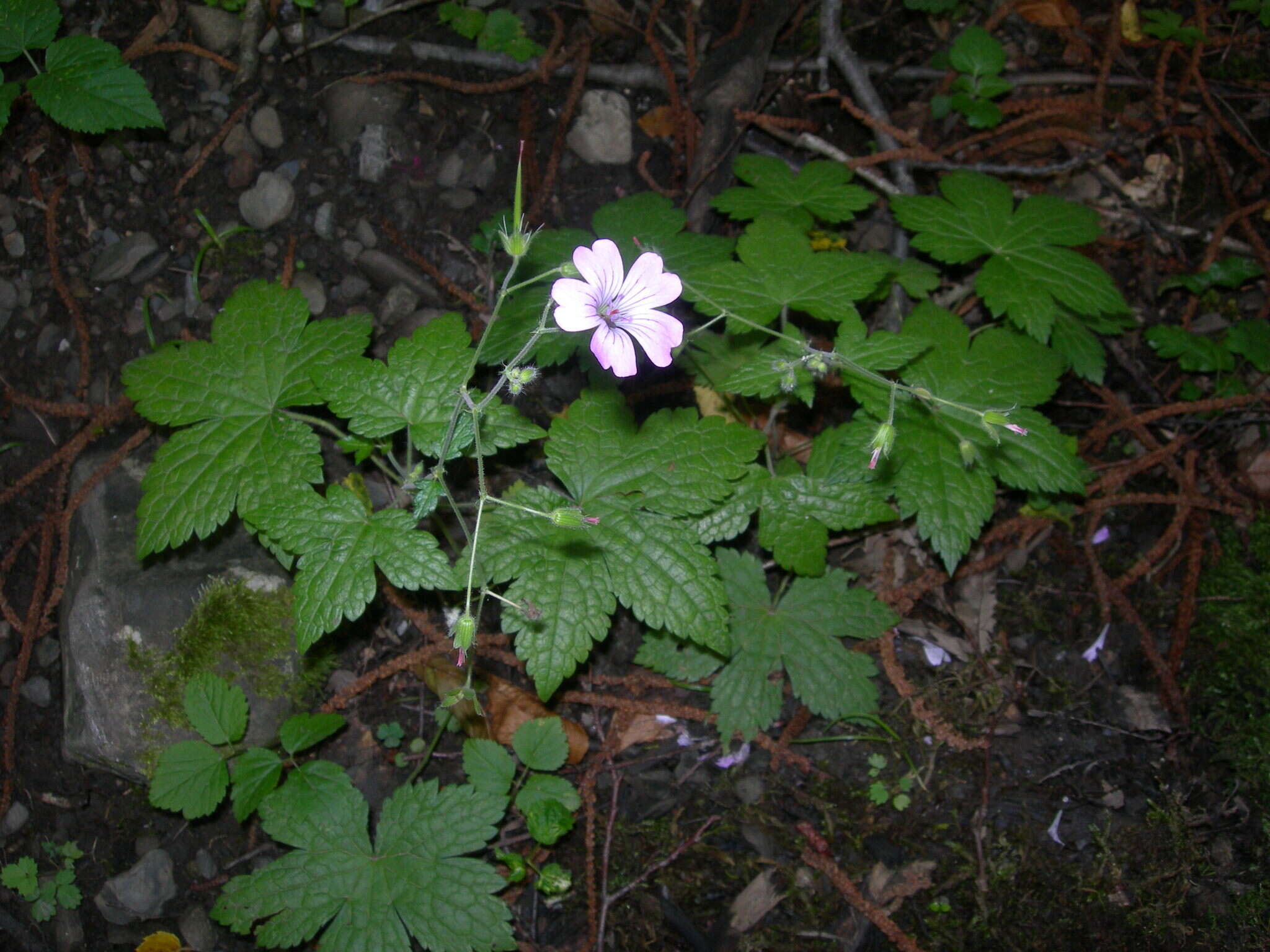 Image of Geranium gracile Ledeb. ex Nordm.