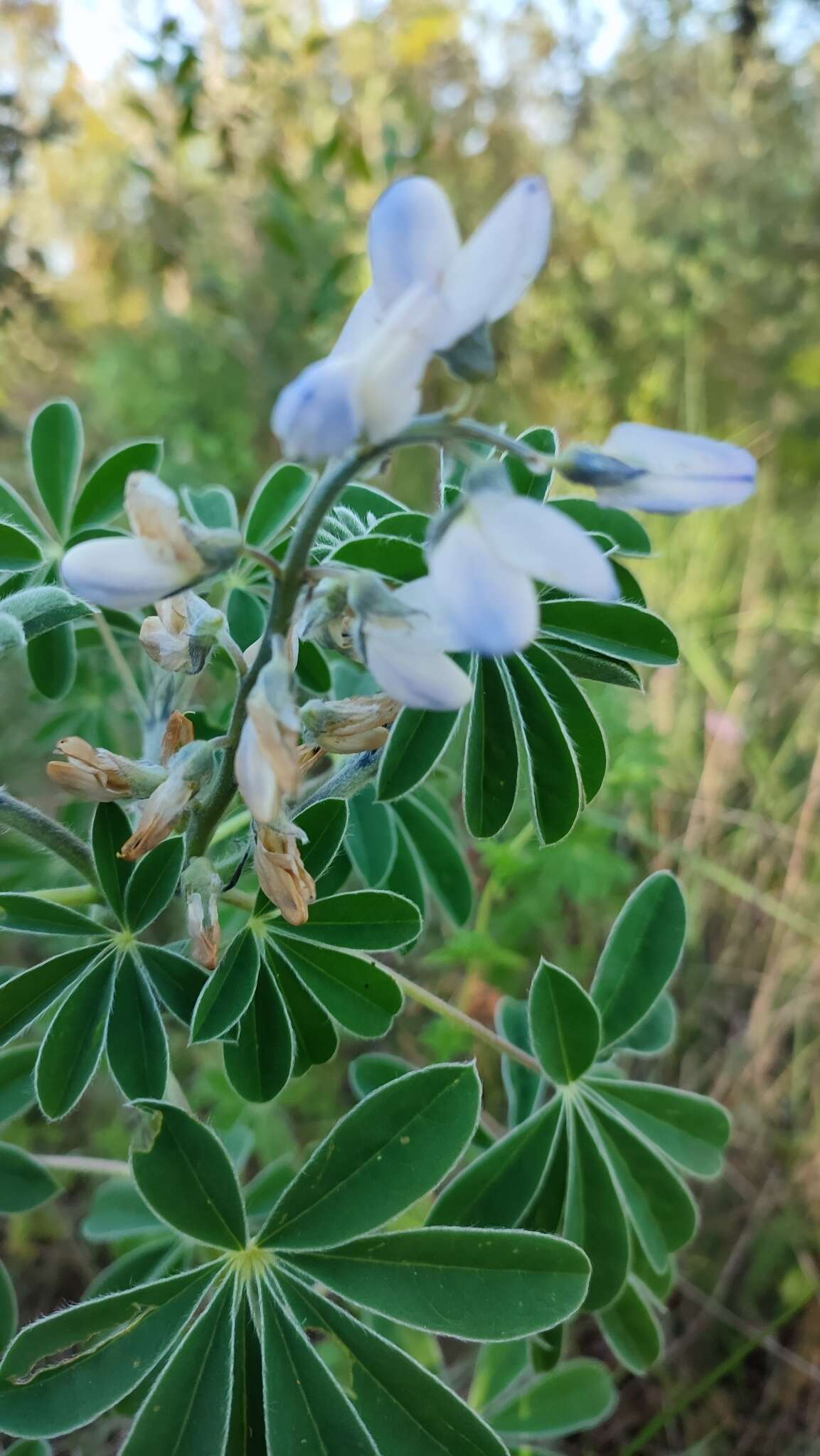 Image de Lupinus albus L.