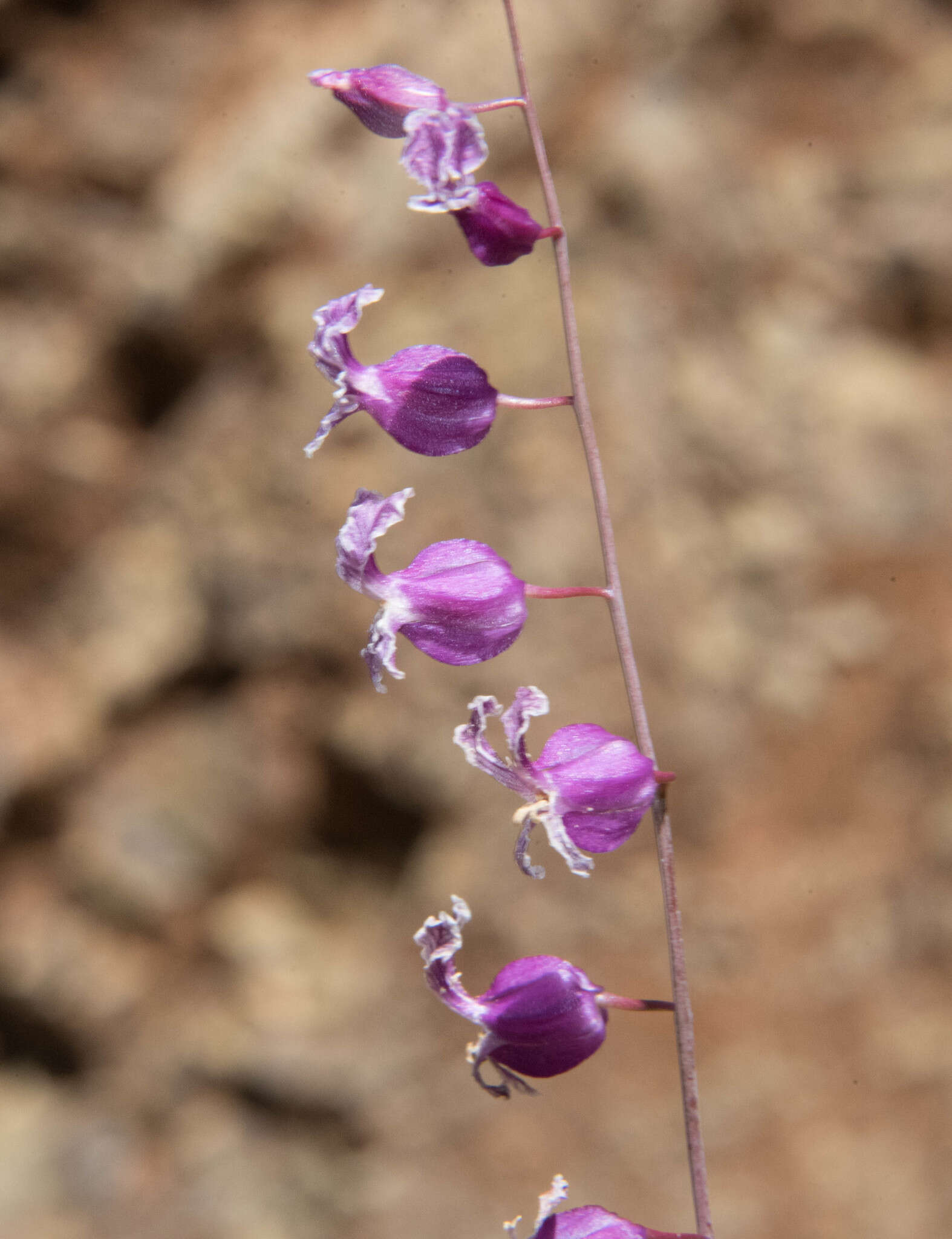 Image of Streptanthus glandulosus subsp. hoffmanii (Kruckeberg) M. Mayer & D. W. Taylor