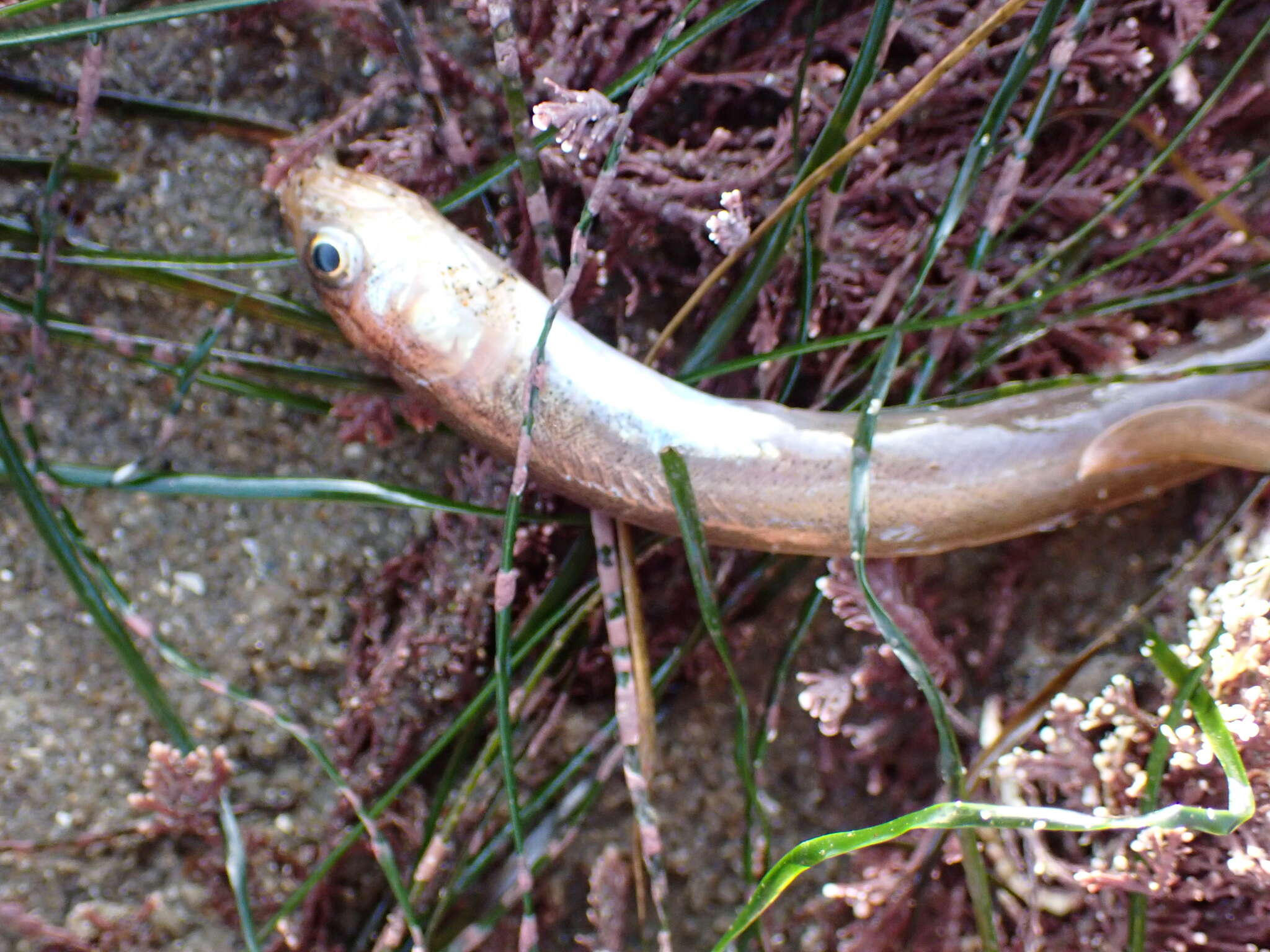 Image of Basketweave cusk-eel