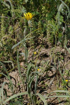 Pseudopodospermum inconspicuum (Lipsch.) Zaika, Sukhor. & N. Kilian resmi