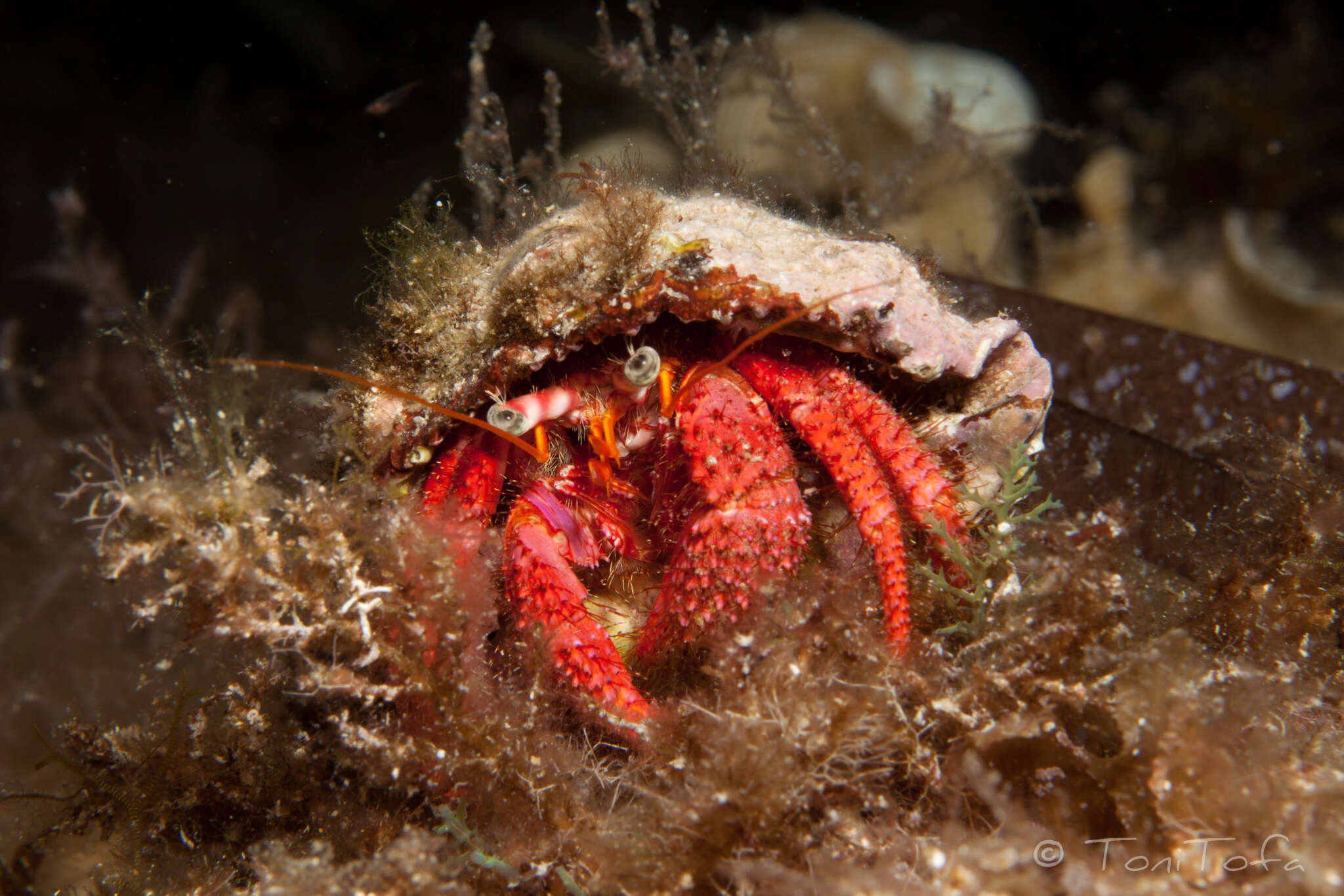 Image of Mediterranean hermit crab