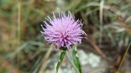 Image of Wheeler's thistle