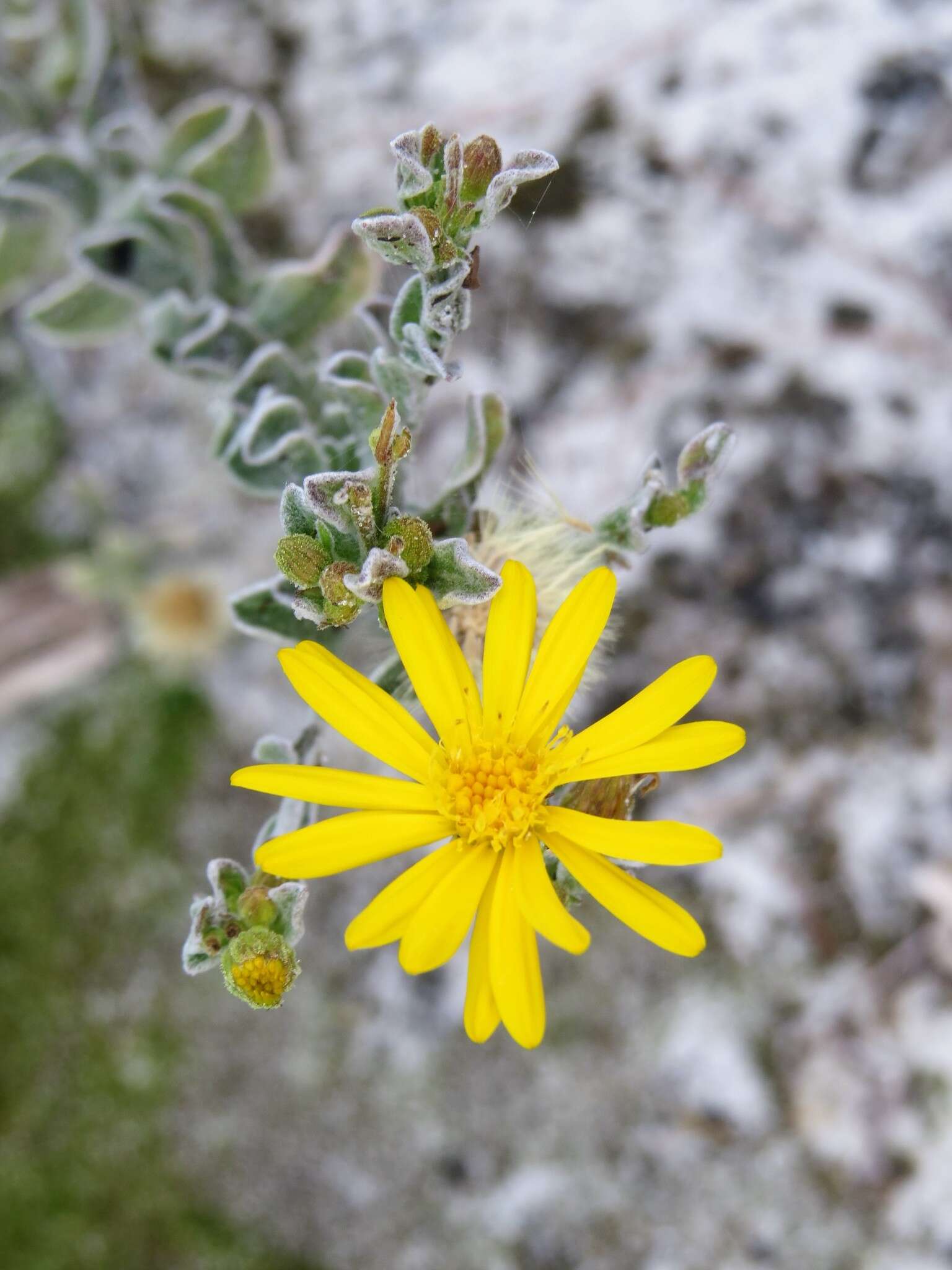 Image of Florida goldenaster