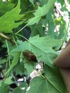 Image of Coenomyia