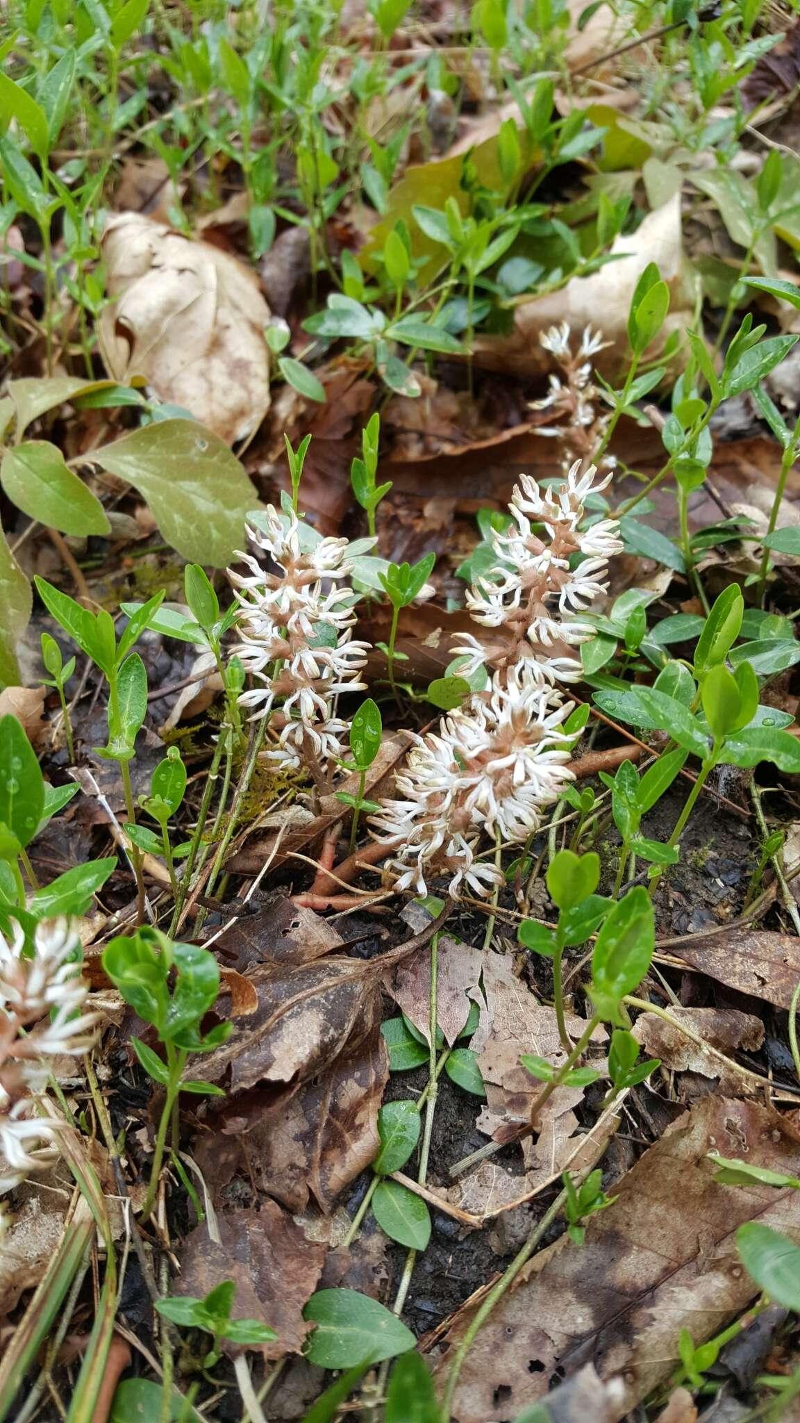 Image of Allegheny-spurge