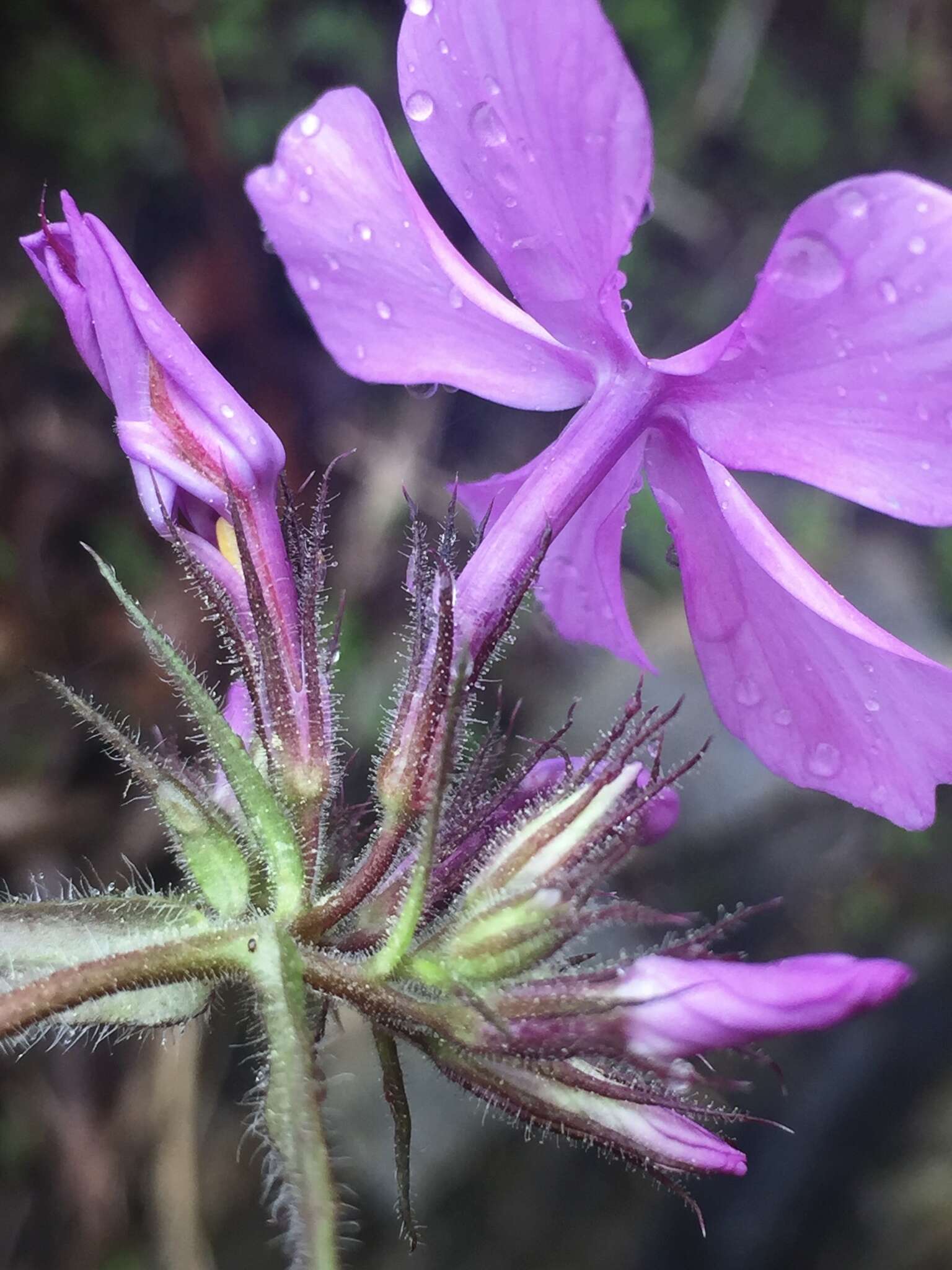 Sivun Phlox pilosa subsp. pilosa kuva