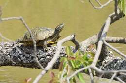 Image of slider turtle, red-eared terrapin, red-eared slider