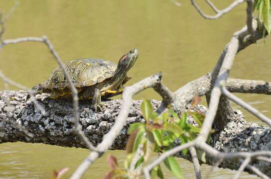 Image of slider turtle, red-eared terrapin, red-eared slider