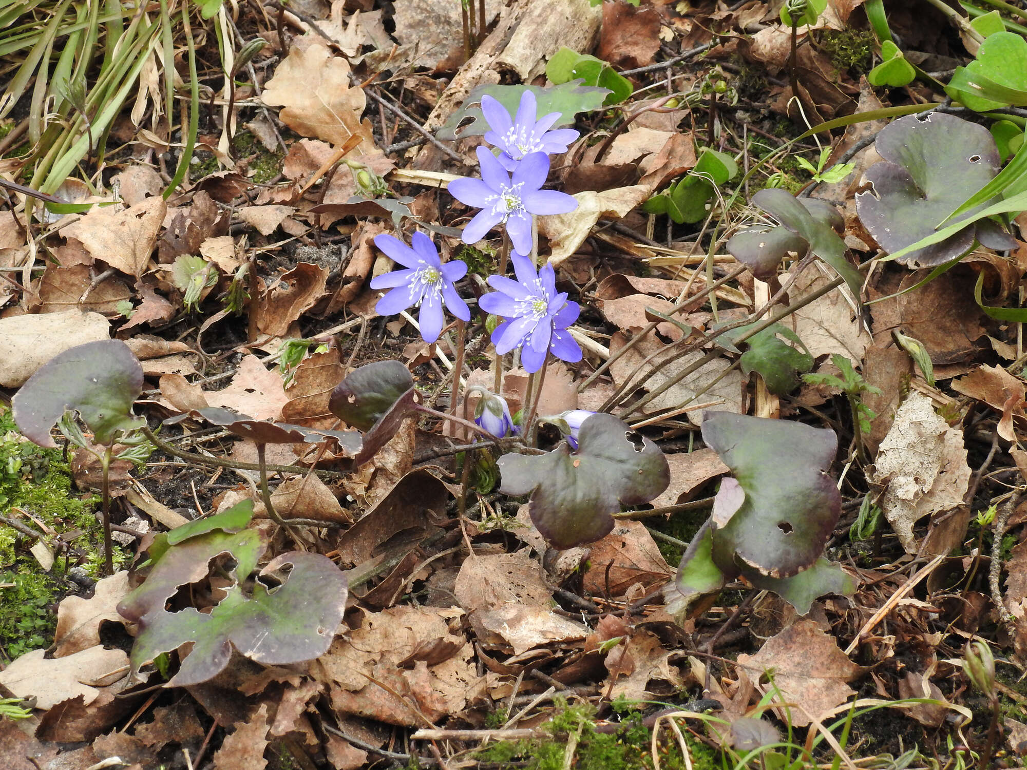 Plancia ëd Hepatica