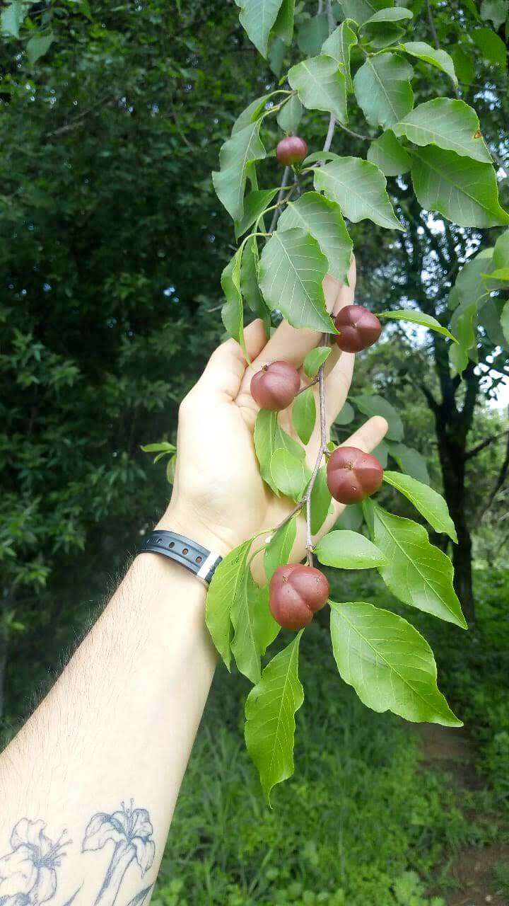 Слика од Sebastiania brasiliensis Spreng.